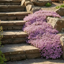 Sale2119 erba saponaria - sale2119,