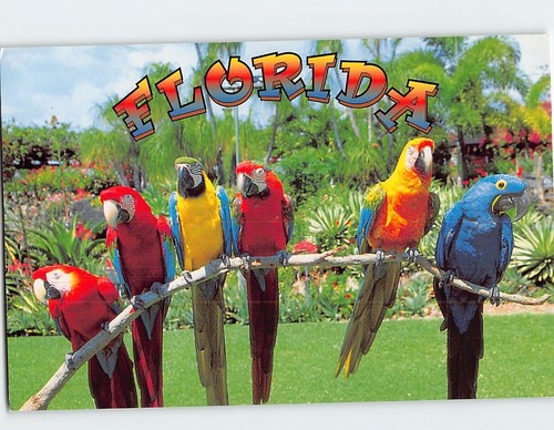 Cartolina saluti dalla florida - saluti,