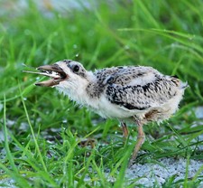 fotografia di un bambino