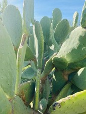 Pianta Fico D'india Senza