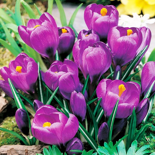 Bulbi fiori cipolle crocus - bulbi,
