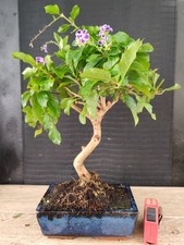 bonsai di durantha repens   h