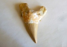 Fossili dente di - fossili, squalo