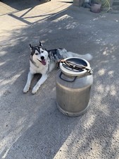 Bidone Del Latte Antico Da 40 Litri Raro E Introvabile 