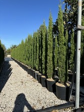 Cipresso Toscano Da Innestato