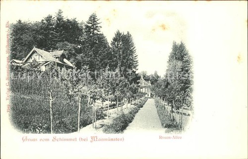 Muffa viale rose - muffa,