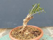Bonsai Olivastro 28x20cm In