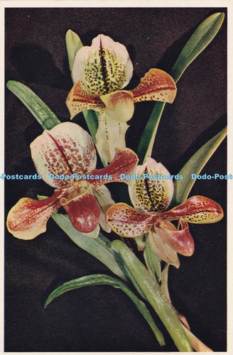 R455552 ladys slipper orchid - ladys,