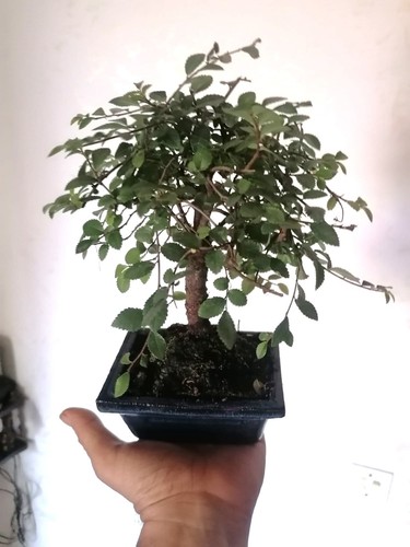 Mini bonsai olmo - di,