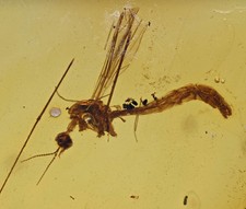 Limoniinae dettagliata (mosca