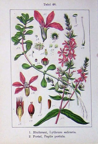 Vecchia stampa antica fiori