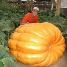 15 SEMI DI ZUCCA DILL'S ATLANTIC GIGANTE GUINNESS WORLD RECORD - 923,6 KG + OMAGGIO