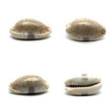 Cypraea erosa chlorizans f. rostrata, N. Caledonia, 40,3 mm, VERY NICE