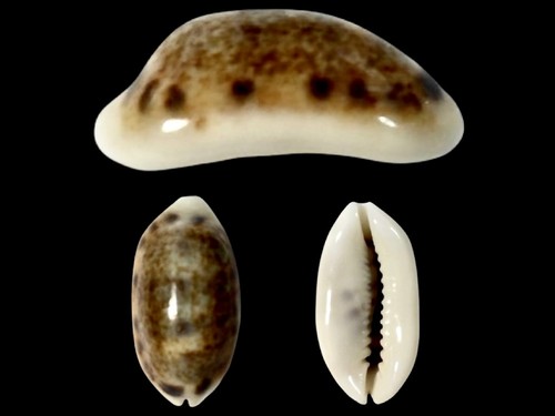 Cypraea listeri - , f