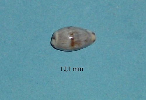 Cypraea gracilis notata - cypraea,