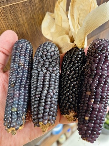 Heavenly blue corn - corn,
