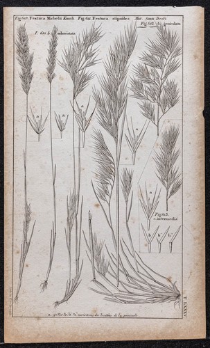 1834 pianta festuca o - 1834,