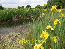 Photo 6x4 Yellow Iris (Iris