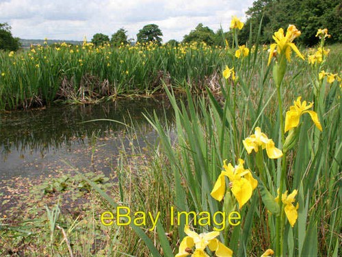 Photo 6x4 yellow iris - photo,
