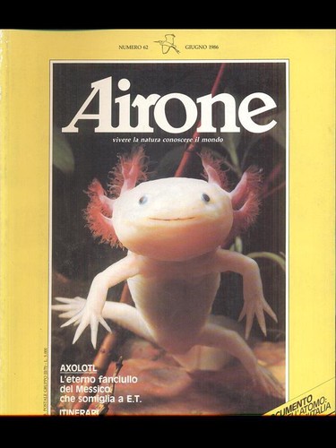Airone vivere natura - airone,
