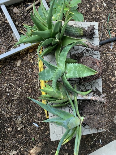 Lotto aloe cact - 5, piante