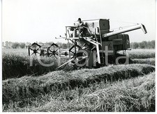 1960 ca AREA VERCELLI Raccolta del riso - Giovane donna guida mietitrebbia CLAAS