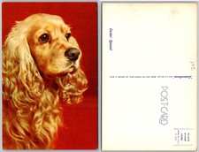 Cartolina Cocker Spaniel