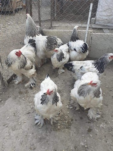 Uova fertili - uova,