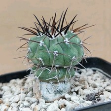 Copiapoa cinerea (FORMA