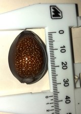 CONCHIGLIA CYPREIDI CYPRAEA