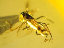 Ambra del Mar Baltico con RARA