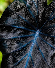 1887xd colocasia nero var - 1887xd,
