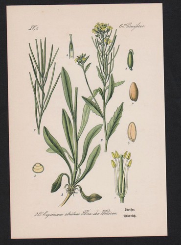 1880 hederich ravanello - 1880,