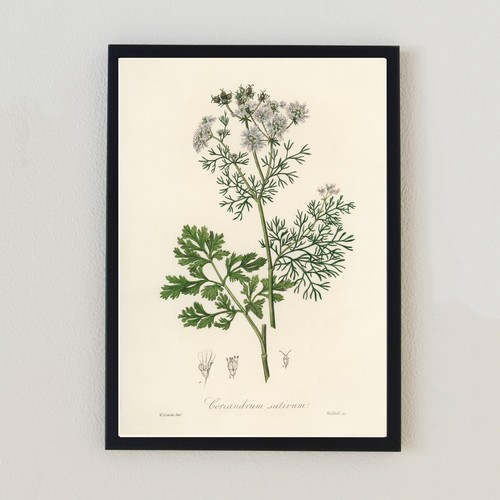 Antica illustrazione botanica