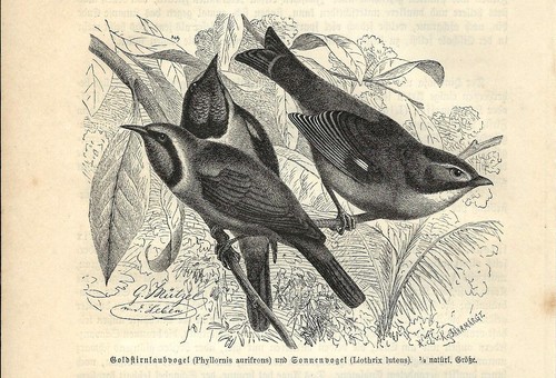 Stampa antica uccelli usignolo - stampa,