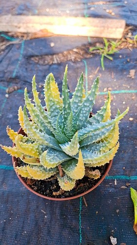 Aloe humilis variegata - aloe,