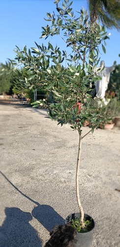 Pianta ulivo varietà - pianta, di