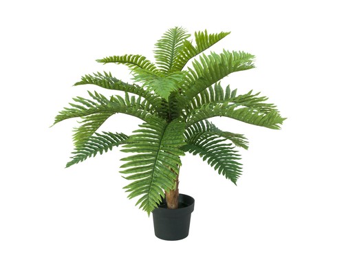 Europalms palma cycas - europalms,