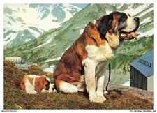 ATAP9-0660-CANE - San Bernardo