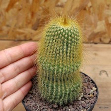 Notocactus leninghausii vaso - notocactus,