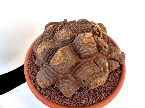 Dioscorea elephantipes - ,