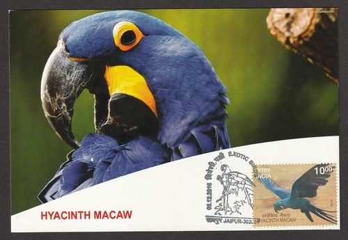 India 2016 exotic birds - india,