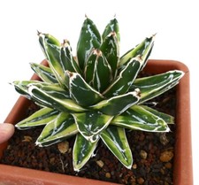 EXTRA BIG size Agave victoriae reginae cv KIZAN 15cm variegated NO haworthia