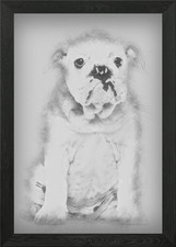 Bulldog inglese cucciolo 4 mo
