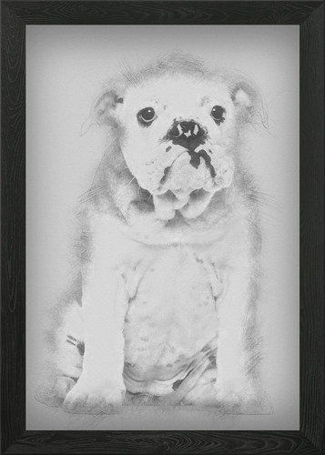 English bulldog puppy - bulldog, 4