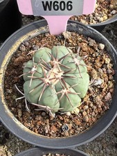 Rara pianta di cactus