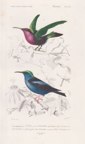 Trochilus granatinus colibrì - trochilus,