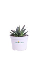 Pianta agave attenuata - pianta,
