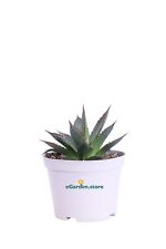 Pianta di Agave Attenuata