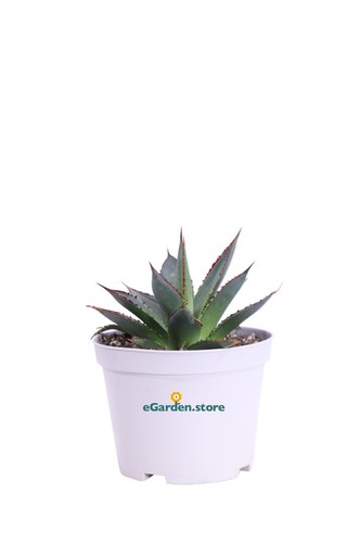 Pianta agave attenuata - pianta,